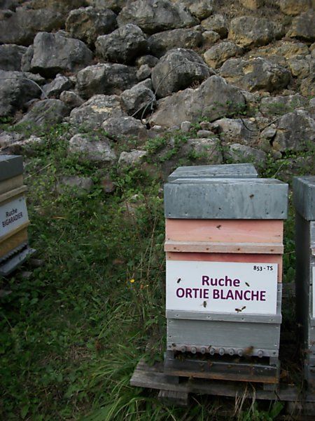 La ruche Ortie blanche