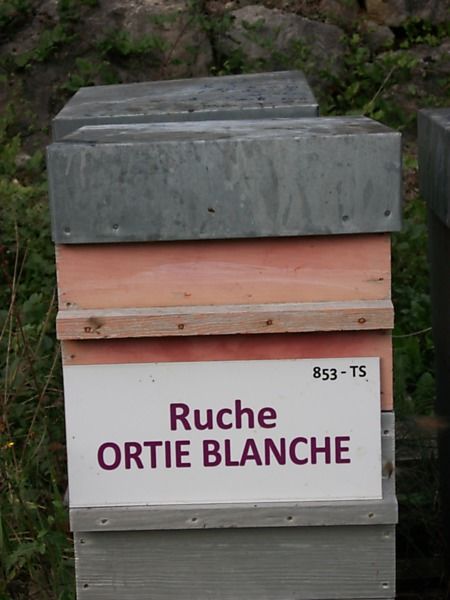 La ruche Ortie blanche