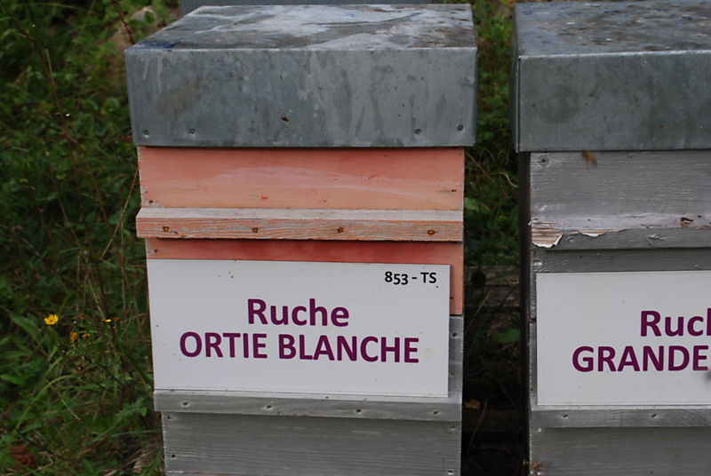 La ruche Ortie blanche
