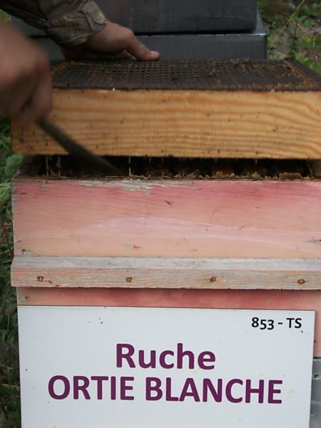 La ruche Ortie blanche