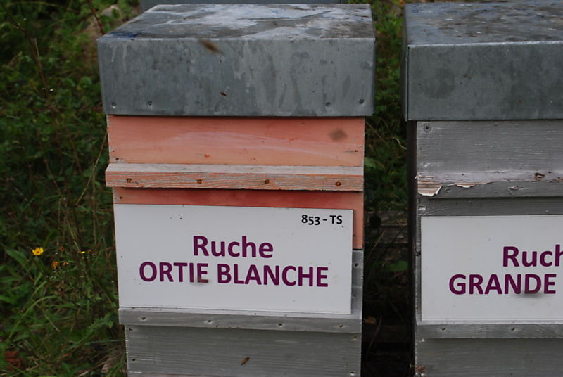 La ruche Ortie blanche