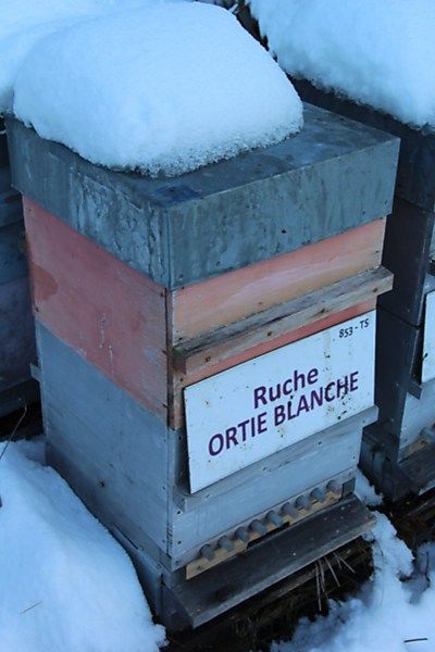La ruche Ortie blanche