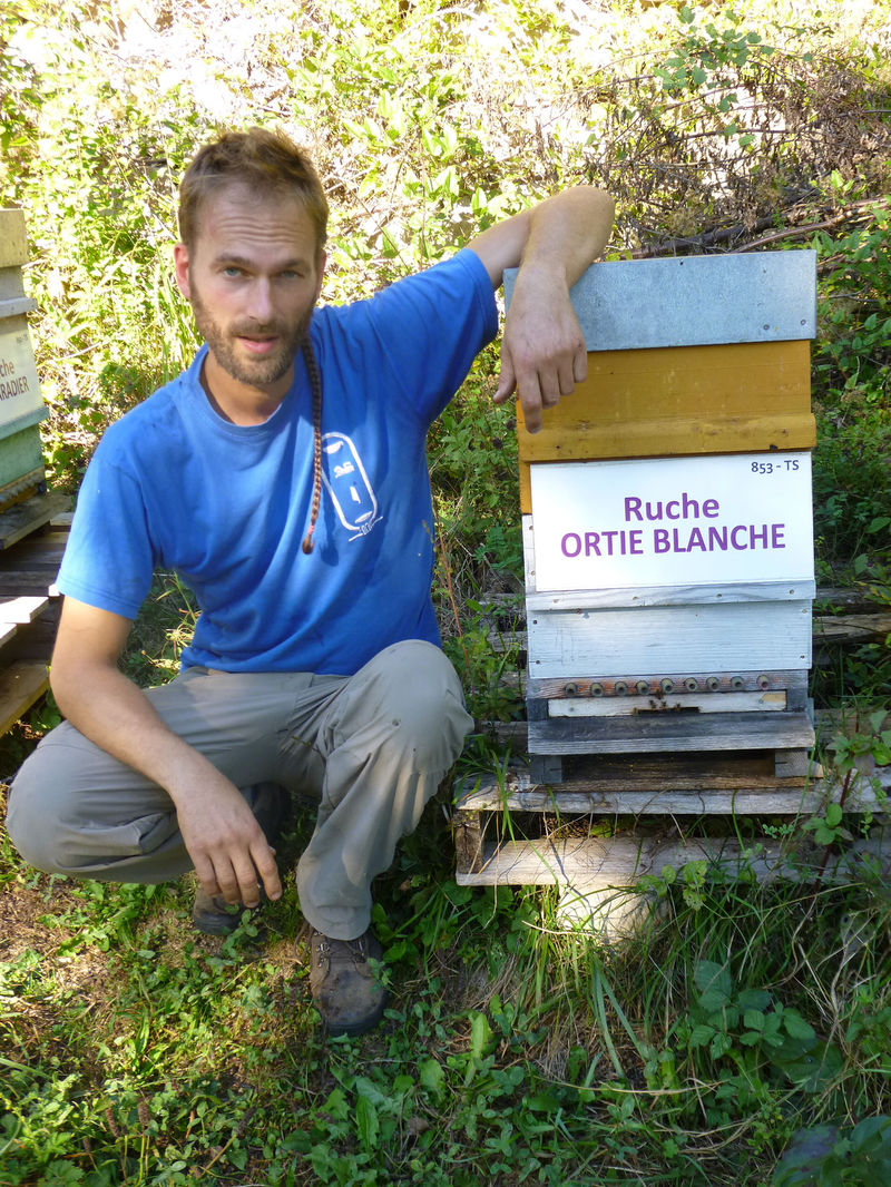 La ruche Ortie blanche