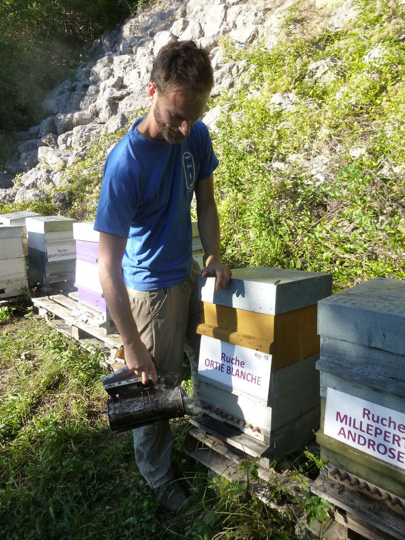 La ruche Ortie blanche