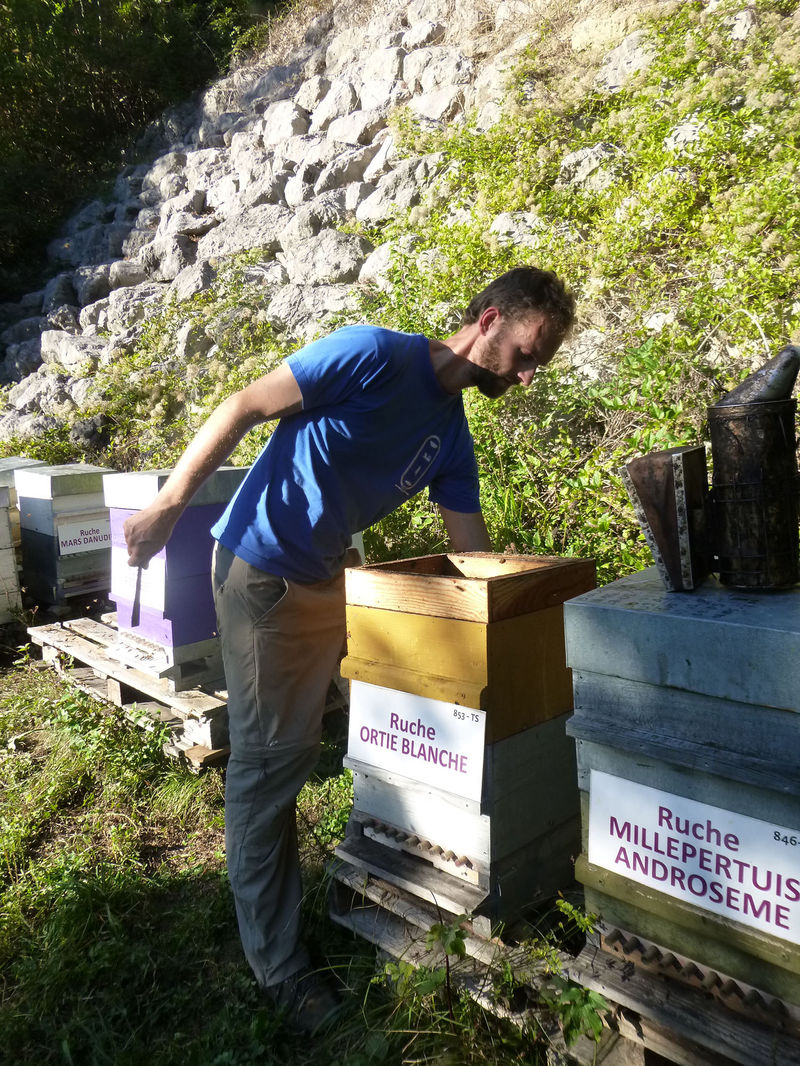 La ruche Ortie blanche