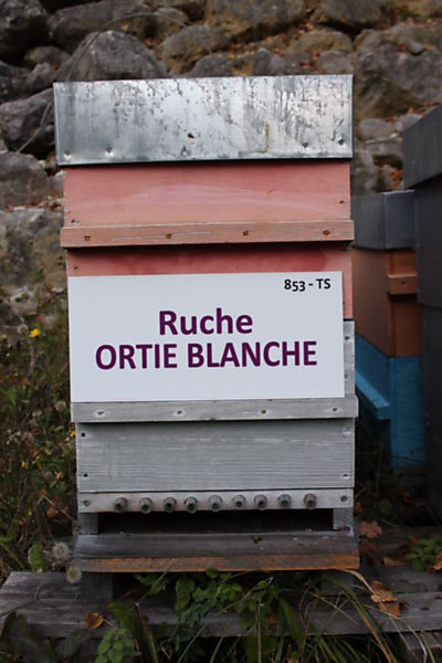 La ruche Ortie blanche