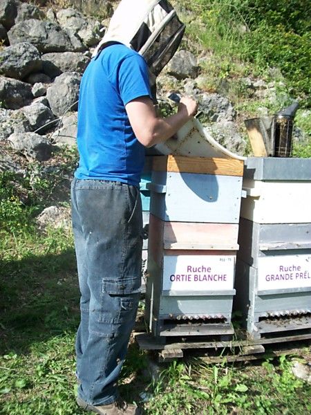 La ruche Ortie blanche