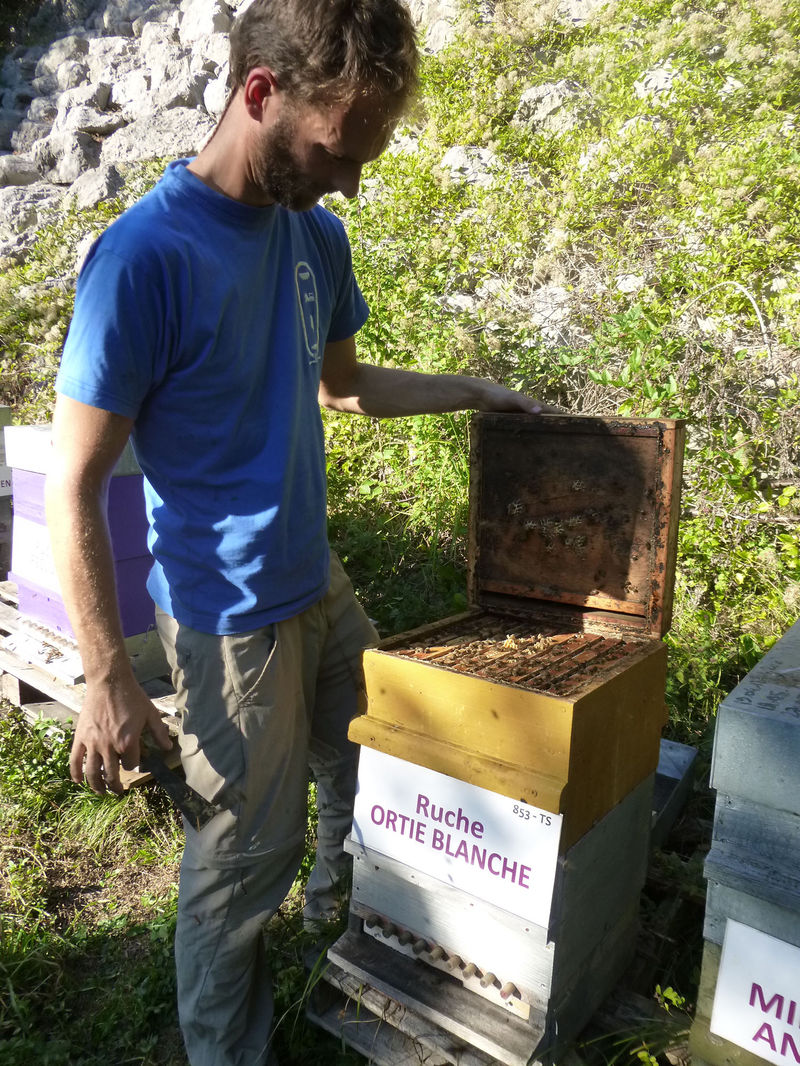 La ruche Ortie blanche