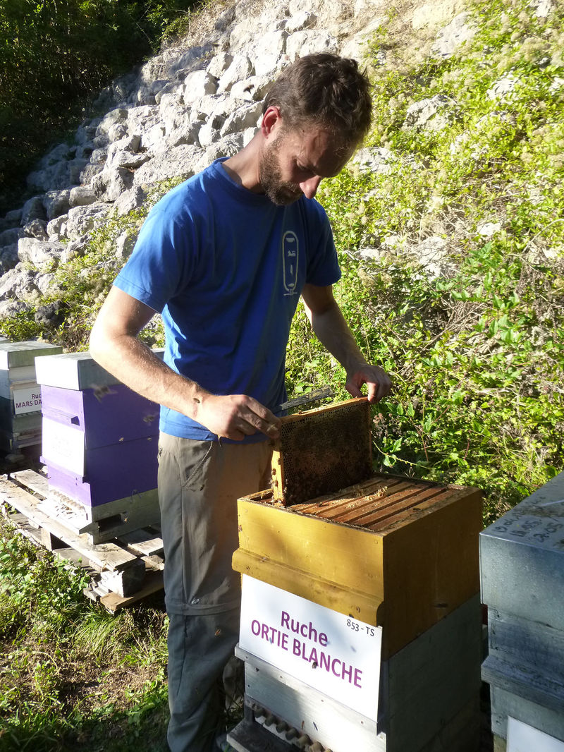 La ruche Ortie blanche