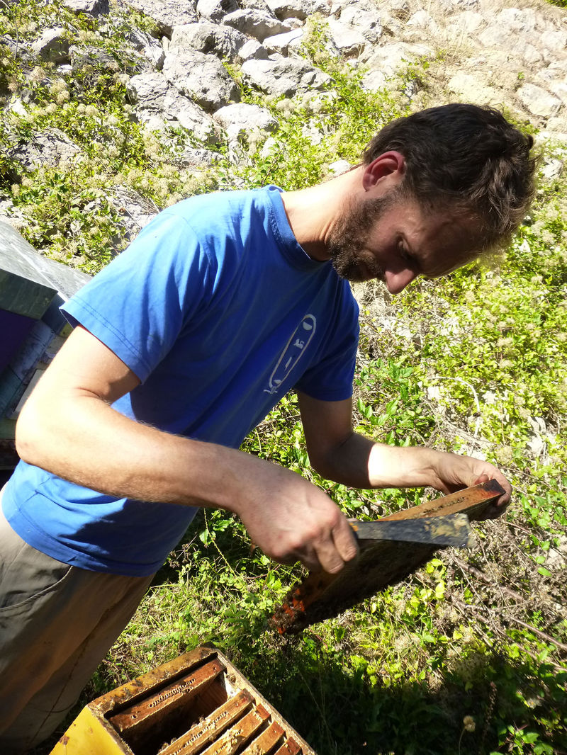 La ruche Ortie blanche