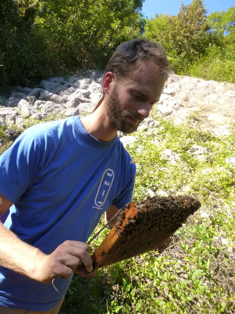 La ruche Ortie blanche