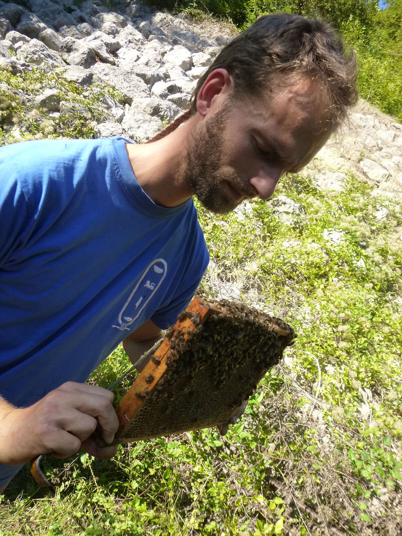 La ruche Ortie blanche