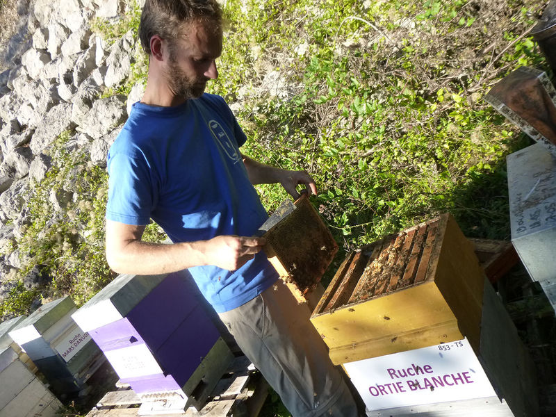 La ruche Ortie blanche