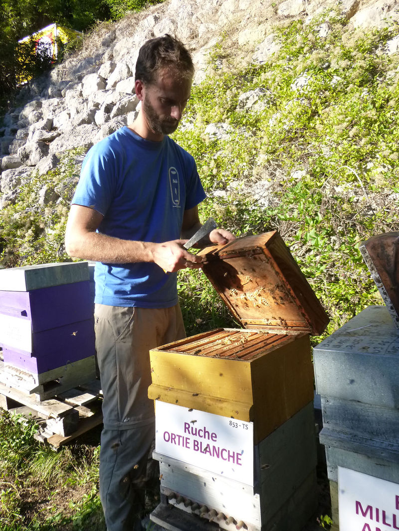 La ruche Ortie blanche