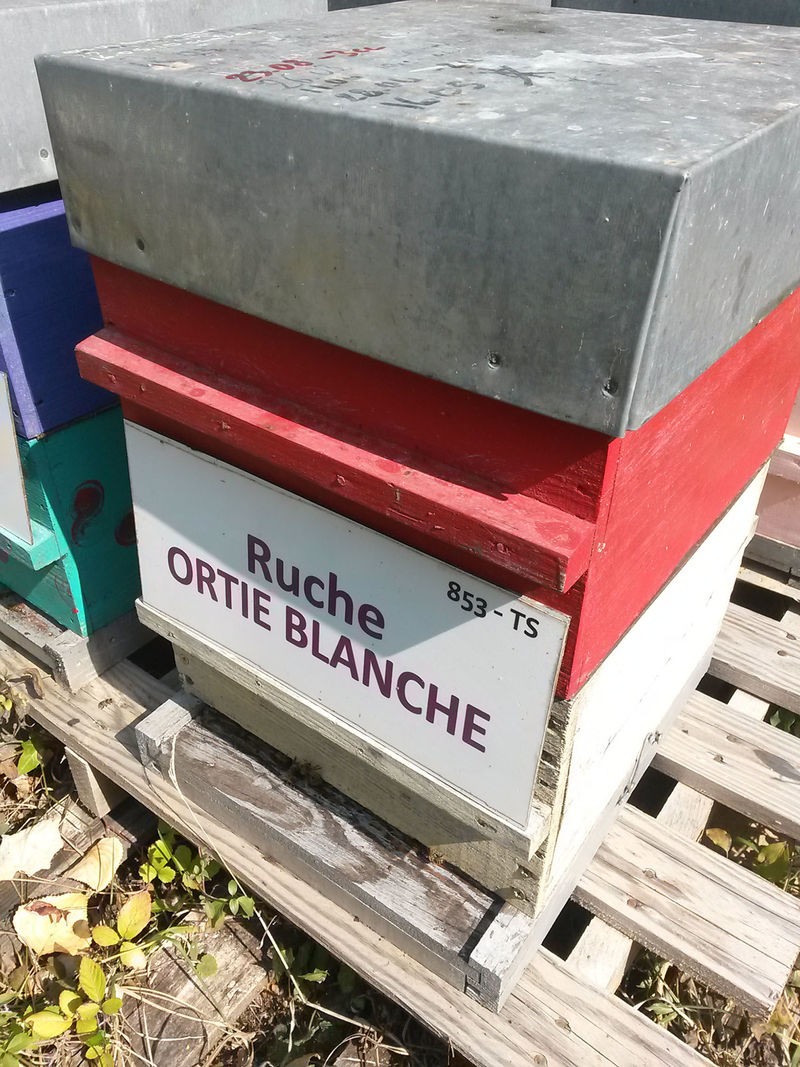 La ruche Ortie blanche