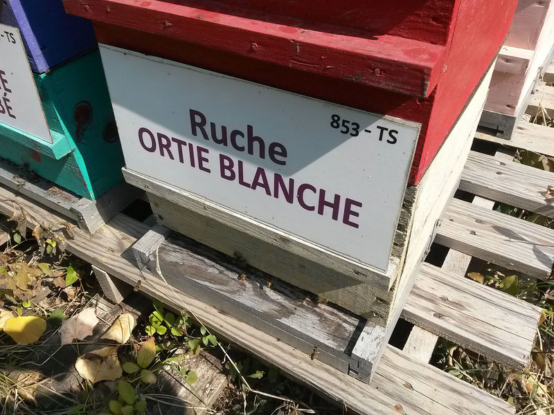 La ruche Ortie blanche