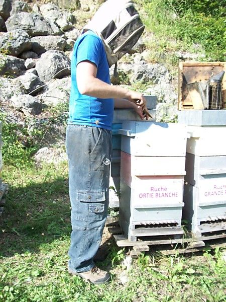 La ruche Ortie blanche