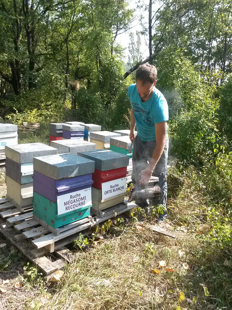 La ruche Ortie blanche