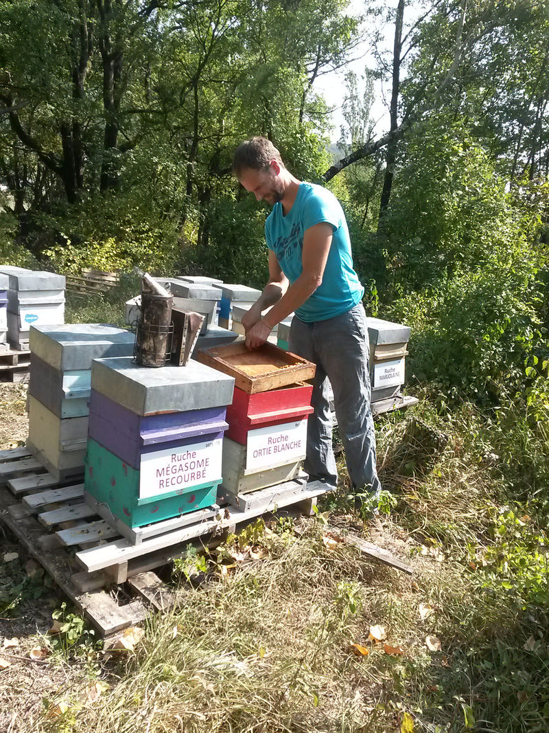 La ruche Ortie blanche