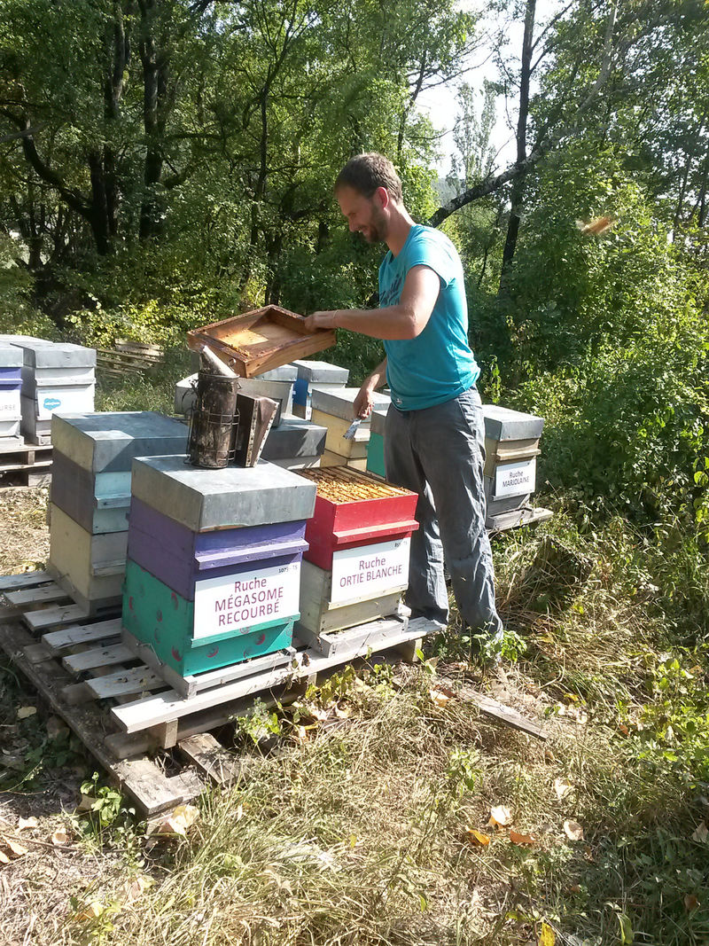 La ruche Ortie blanche