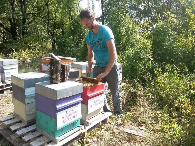 La ruche Ortie blanche