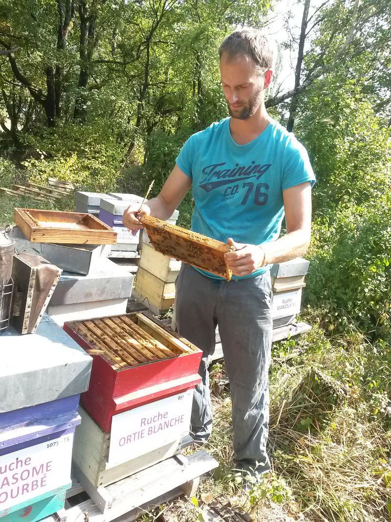 La ruche Ortie blanche