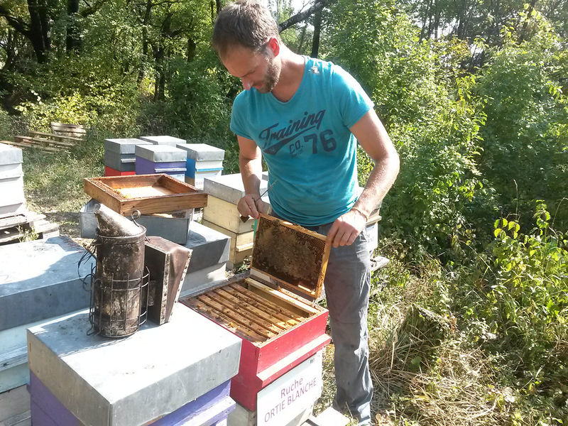 La ruche Ortie blanche