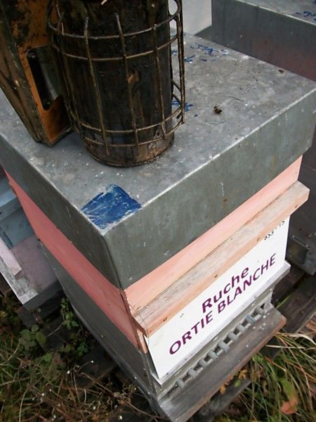 La ruche Ortie blanche