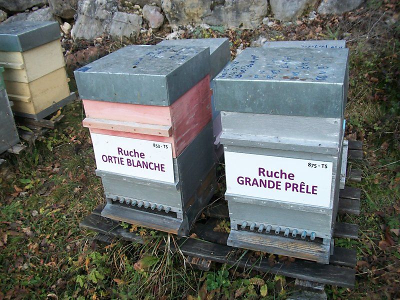 La ruche Ortie blanche