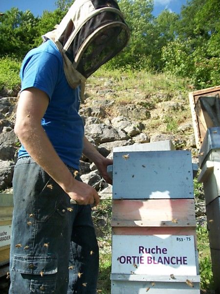 La ruche Ortie blanche