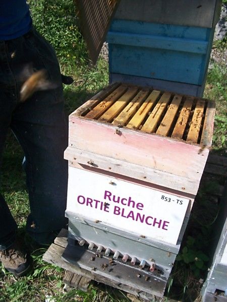 La ruche Ortie blanche