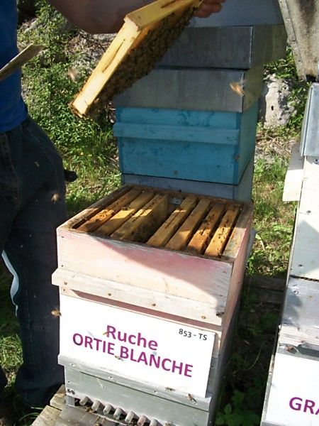 La ruche Ortie blanche