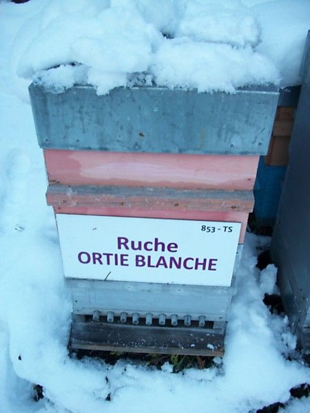 La ruche Ortie blanche