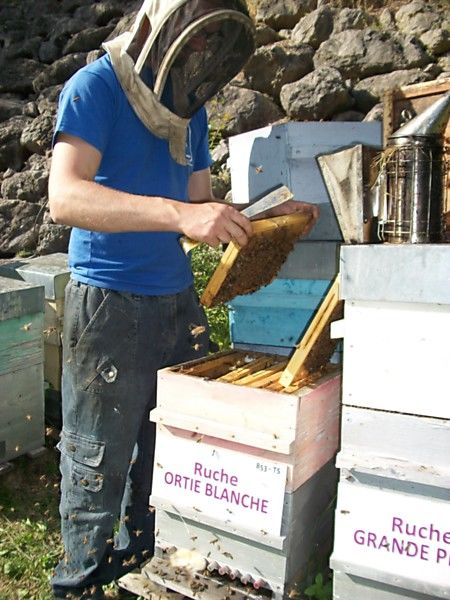 La ruche Ortie blanche
