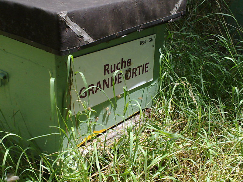 La ruche Grande ortie