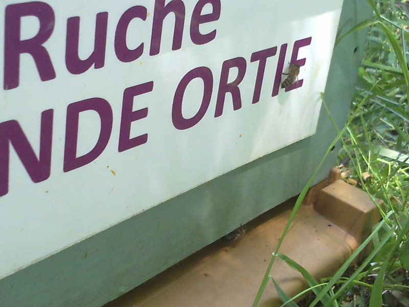 La ruche Grande ortie