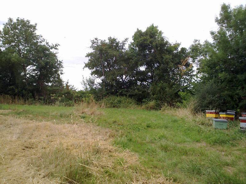 La ruche Grande ortie