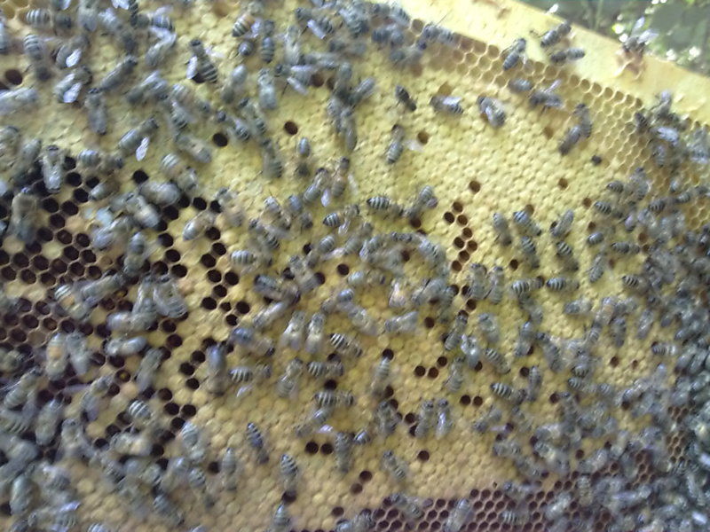 La ruche Grande ortie