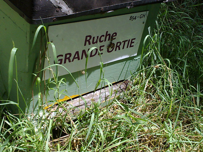 La ruche Grande ortie