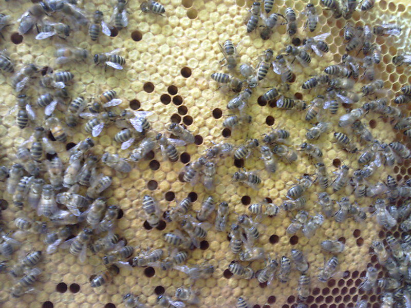 La ruche Grande ortie