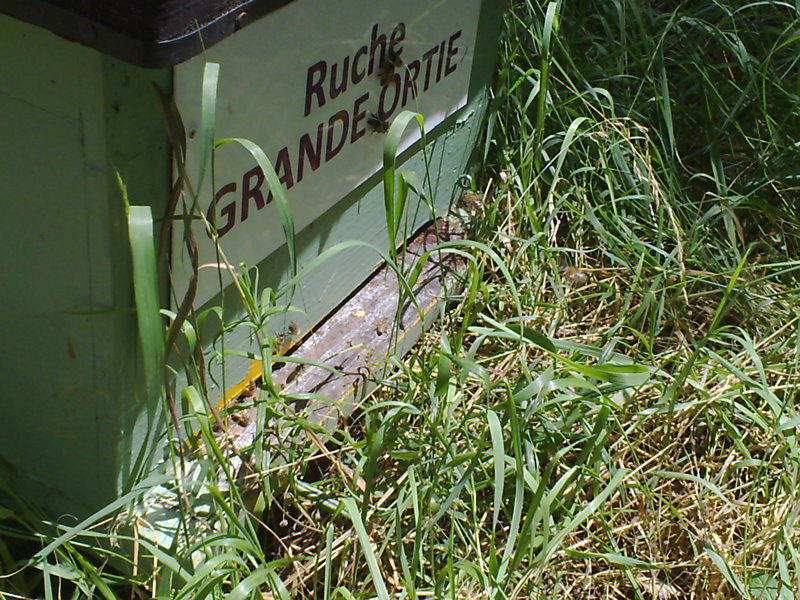 La ruche Grande ortie