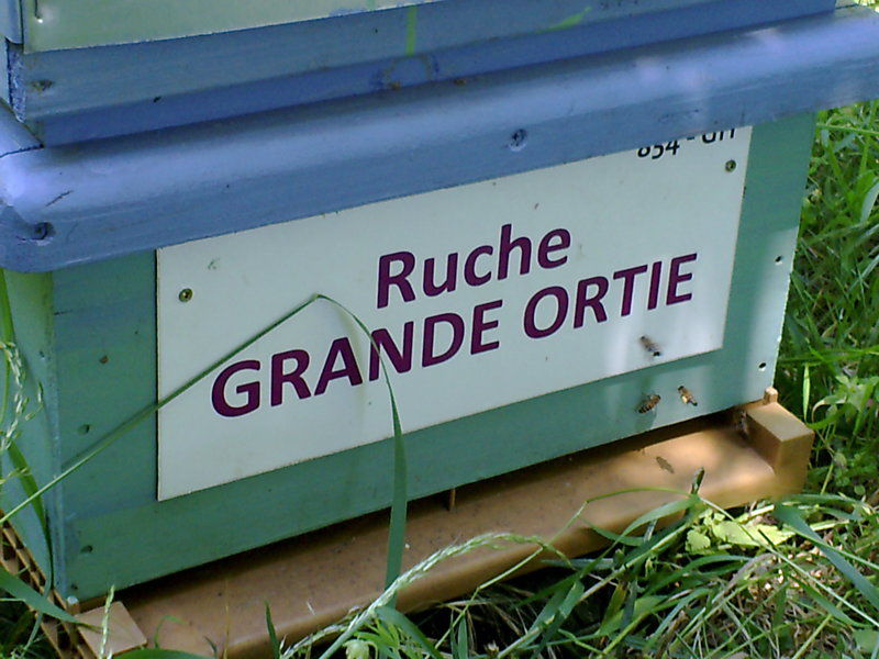 La ruche Grande ortie