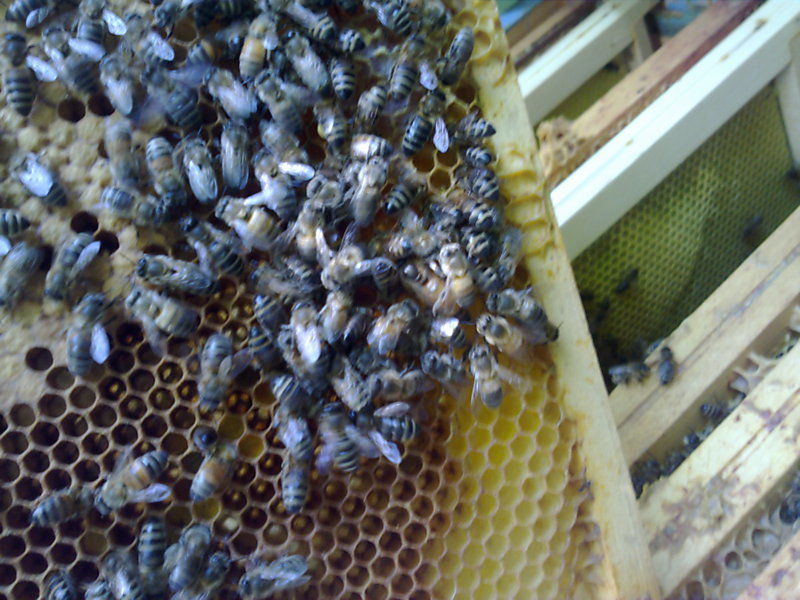 La ruche Grande ortie