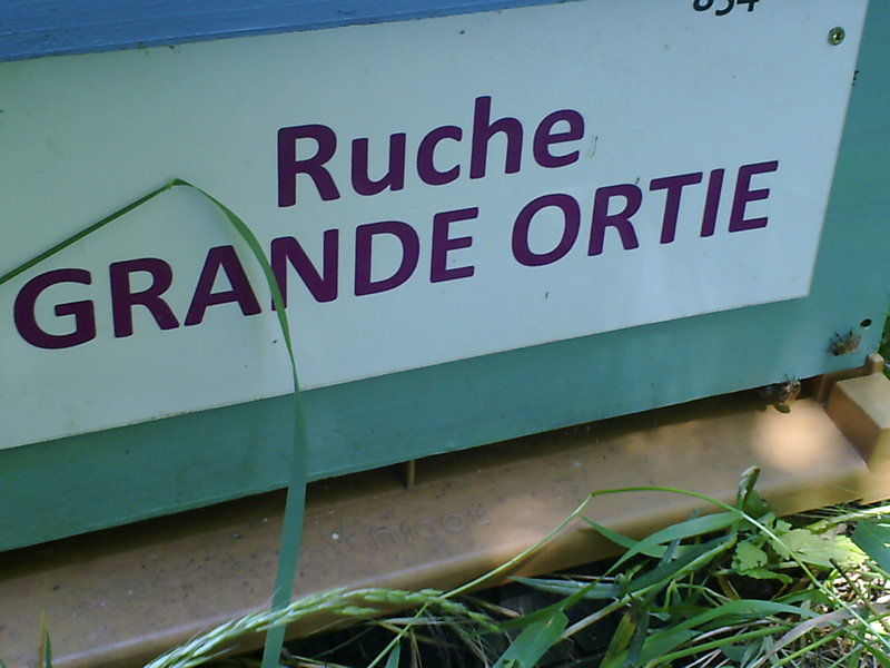 La ruche Grande ortie