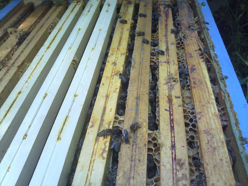 La ruche Grande ortie