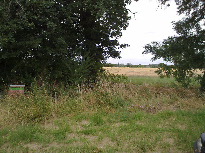 La ruche Grande ortie