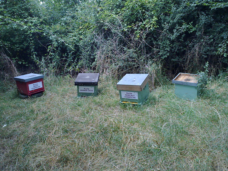 La ruche Grande ortie