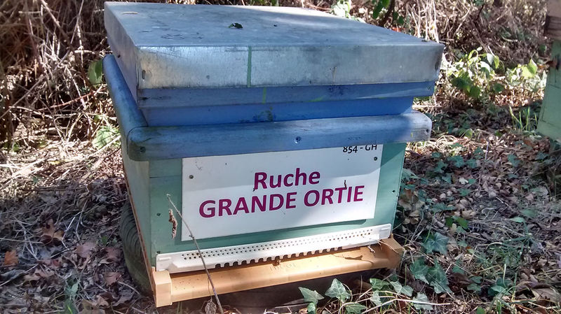 La ruche Grande ortie