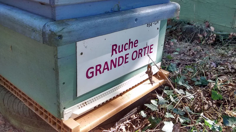 La ruche Grande ortie