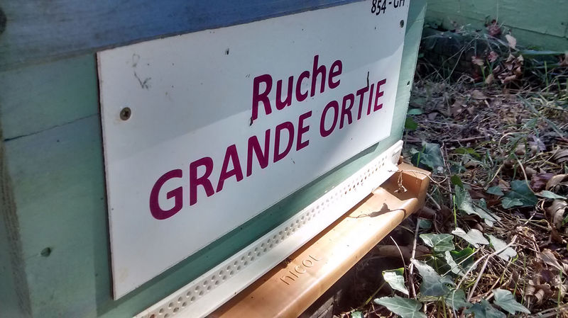 La ruche Grande ortie